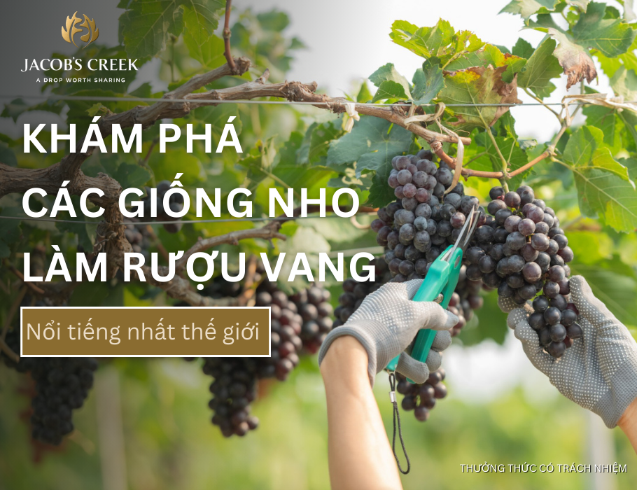 Khám phá 20+ giống nho làm rượu vang nổi tiếng nhất thế giới