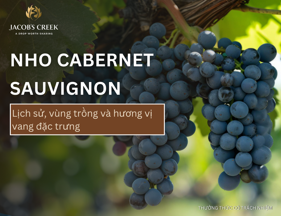 Tìm hiểu về giống nho Cabernet Sauvignon và những chai vang thượng hạng