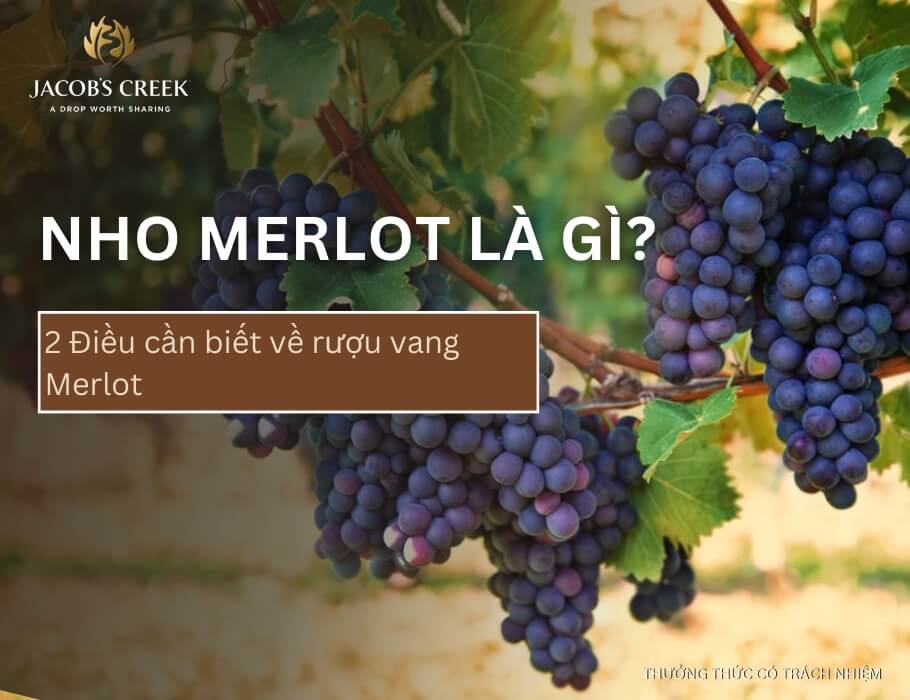 Giống nho Merlot là gì? 2 Điều cần biết về rượu vang Merlot